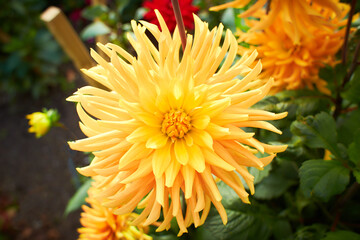 Macro Gradient yellow Dahlia. A lush blooming Dahlia, pale peach color, covered with raindrops. Sunny day. Close up.