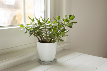 Pottet plant Crassula ovata, jade plant at home. House plant in pot on window sill with lush green leaves. Succulent in home garden.