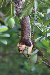 squirrel on tree