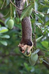 koala in a tree
