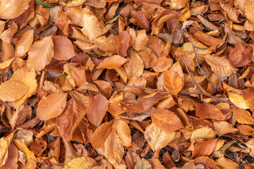 Autumn leafy background. Dry leaves on the ground.  Copy space.