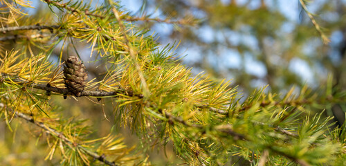 Pine cone with autumn short needles. Wide banner format.
