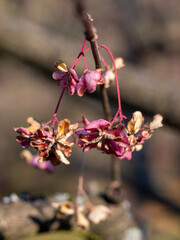Overblown pink Euonymus flower on the blurred background.