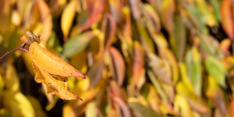 Yellow leaves against the floral autumn background. Copy space.
