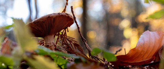 Small brown mushroom covered with autumn forest mulch on the blurred background. Bottom view. Copy space. Wide banner format.
