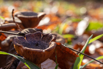 Small brown mushrooms covered with autumn forest mulch on the blurred background. Copy space.