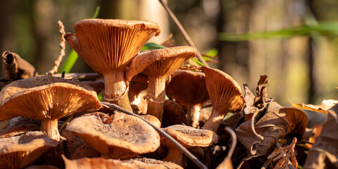Small brown mushrooms covered with autumn forest mulch on the blurred background.