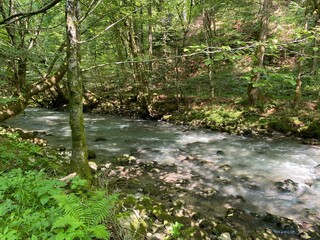 Obraz premium Curak stream near the Zeleni vir picnic area in Gorski kotar - Vrbovsko, Croatia (Potok Curak kod izletišta Zeleni vir u Gorskom kotaru - Vrbovsko, Hrvatska)
