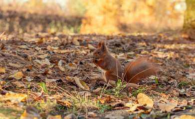 Red squirrel plays among autumn leaves. Sciurus vulgaris.