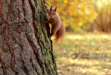 Red squirrel plays on the autumn park tree. Sciurus vulgaris.