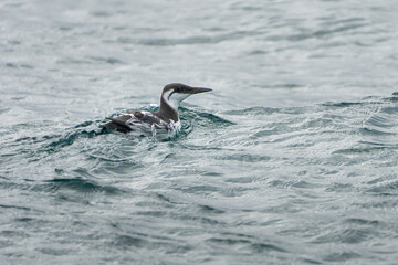 Le guillemot de troil