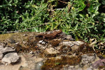 lizard on the stone