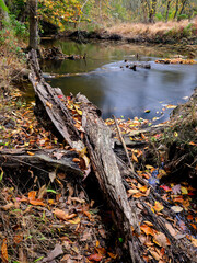 Fall trees across a fast flowing brook in autumn