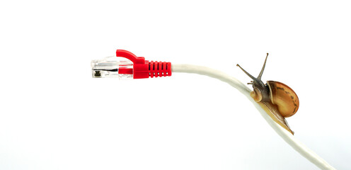 Snail on rj45 connector symbolic photo for slow internet connection. Delayed broadband connection.