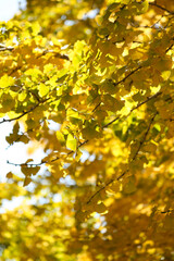 Yellow Ginkgo biloba autumn leaves