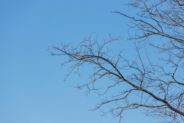 Bare branches against the blue winter sky