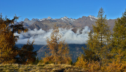 Herbstlicher Lärchenwald vor Texelgruppe, Südtirol, Italien, Autumn larch forest in front of the...