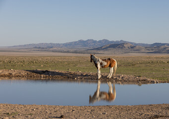 Wild Horse Reflected in a Desert Waterhole in Utah
