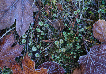 Raureif auf Herbstblätter und Flechten (Cladonia)