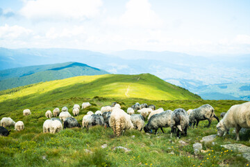 A herd of sheep in the mountains. Beautiful mountain landscape view. Carpathians, Ukraine.