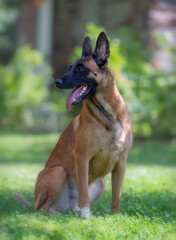 Belgian shepherd malinois dog on grass
