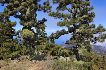 Fototapeta premium Himmel Wolken, Insel, Urlaub, La Palma, Aussicht, Wald