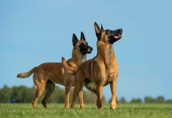 Portrait of two Belgian shepherd malinois females
