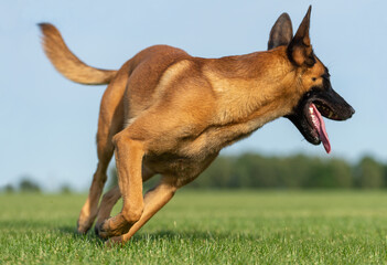 Running young belgian shepherd malinois