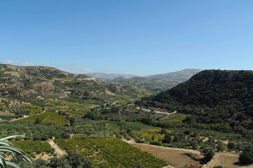 Fototapeta na wymiar Le vignoble de Vénérato en Crète