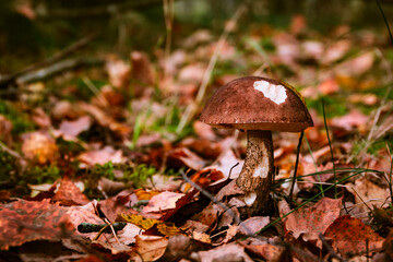 Boletus in the autumn forest