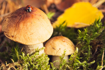 Boletus with a ladybug close-up