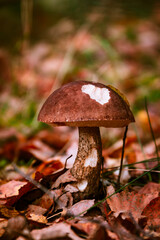 Boletus