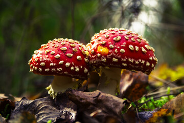 fly agarics