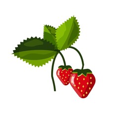 Vector illustration of strawberry with leaves isolated on white