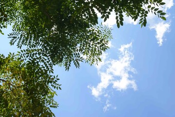 Fototapeta premium 青空 雲 葉 樹 自然
