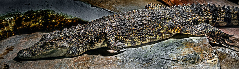 Young siam crocodile on the stone. Latin name - Crocodylus siamensis - obrazy, fototapety, plakaty