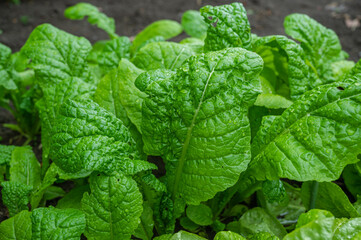 家庭菜園のかつお菜