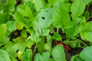 畑のラディッシュ