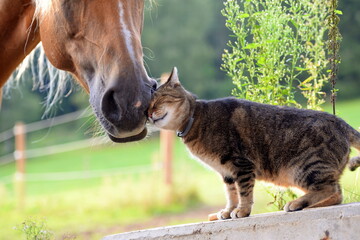 Tierische Freunde. Getigerte Katze spielt mit Pferd - obrazy, fototapety, plakaty