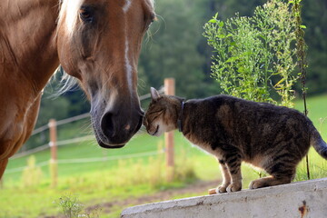 Tierische Freunde. Getigerte Katze spielt mit Pferd