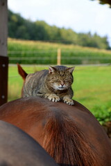 Tierische Freunde. Getigerte Katze spielt mit Pferd