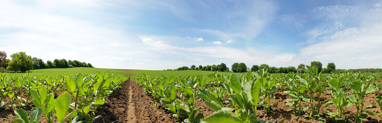 Fototapeta na wymiar Ackerbohne auf dem Feld im Sommer - Hülsenfrüchte Ackerbau