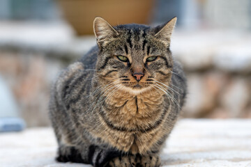 A sitting stripped wide cat with a self respecting expression.