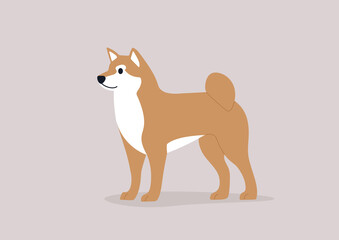 Shiba inu dog in orange color, domestic pet