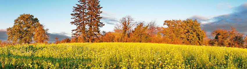 Rapsfeld mit Rapsblüten im Herbst - Panorama