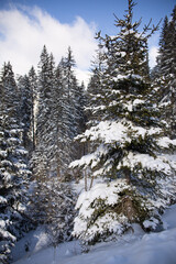 snowy landscape. snow-covered trees in the mountains