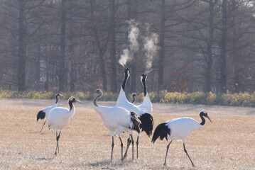 北海道の丹頂鶴