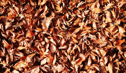 Dry golden leaves background and texture