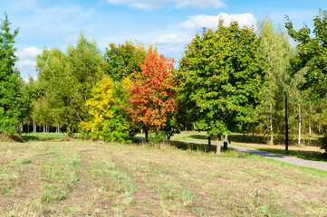 Landscape view with trees and blue sky. Falltime in park. Sunny day in autumn
