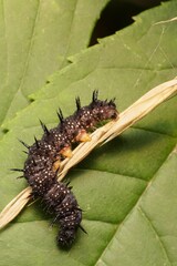 Caterpillar Aglais io European peacock